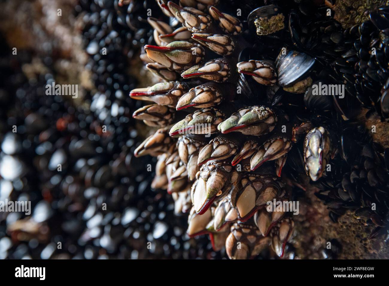 Seafood barnacle clinging to a rock over the ocean. Stock Photo