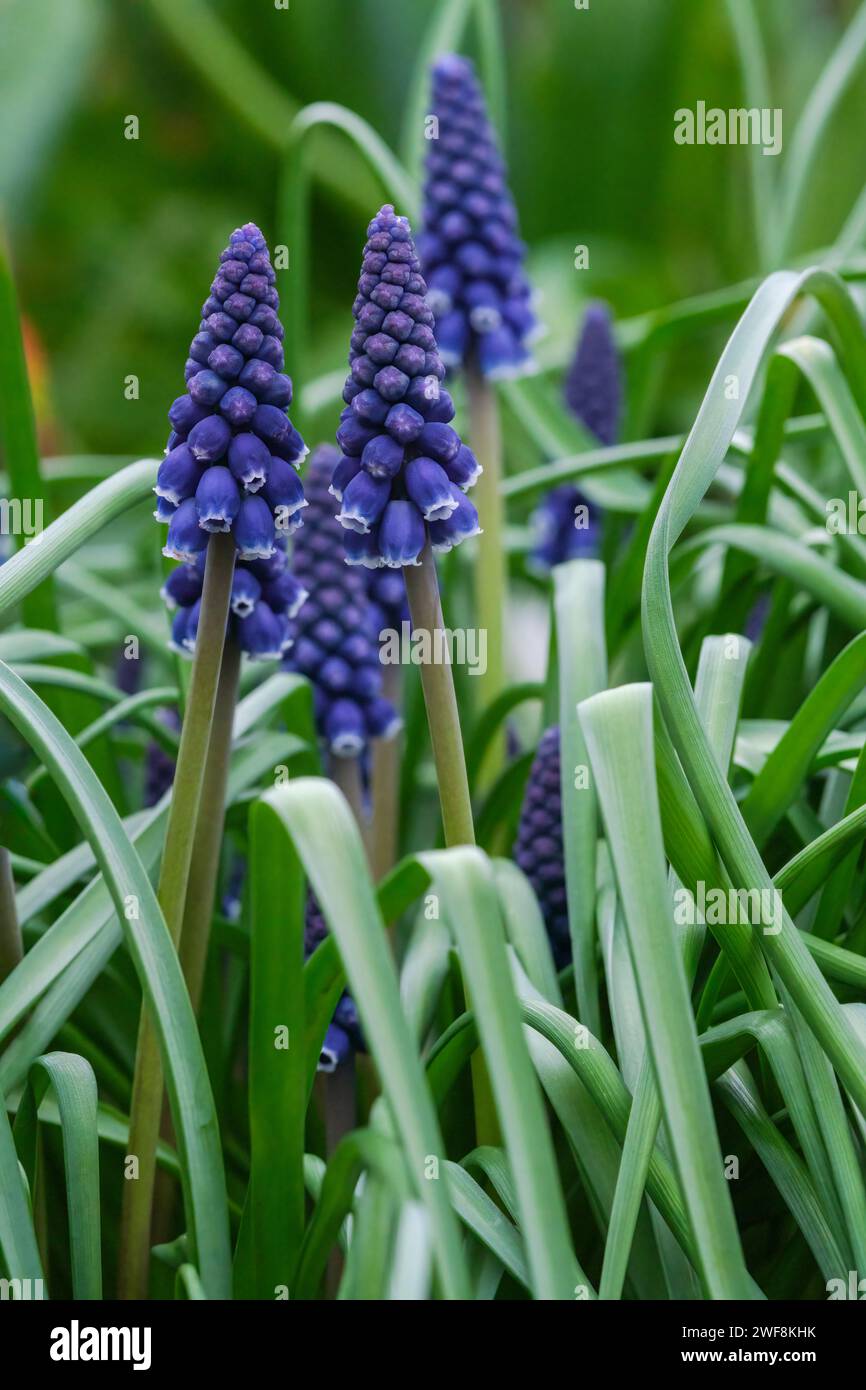 Muscari neglectum, common grape hyacinth, starch grape hyacinth, spikes of dense, blue, urn-shaped flowers Stock Photo