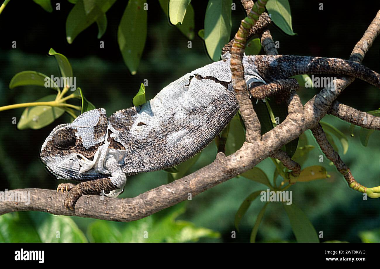 Visual Reference: Mediterranean Chameleon Chamelaeo Chamelaeon Is A Reptilian Native To
