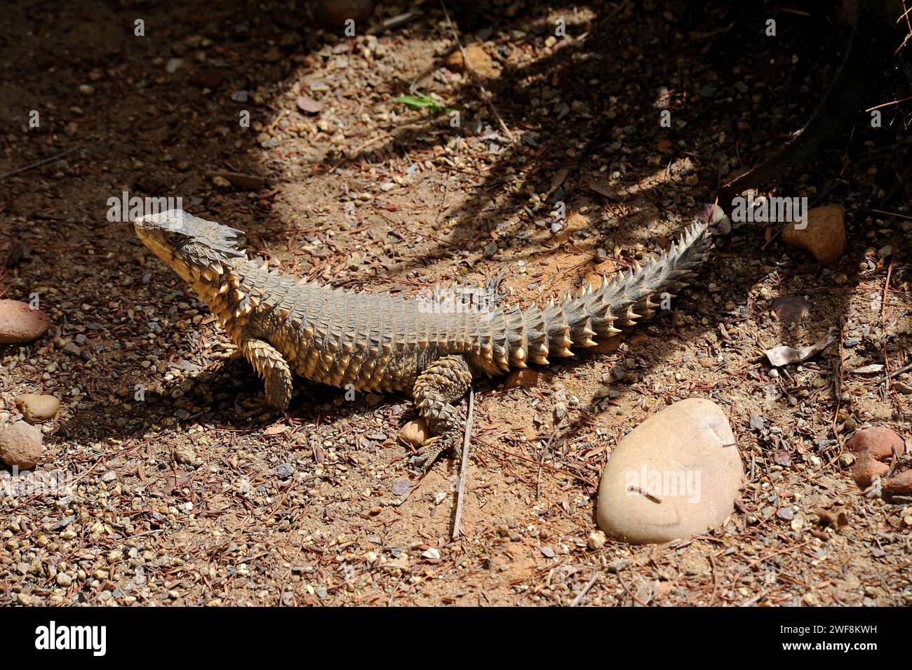 Sungazer (Cordylus giganteus) is a spiny lizard endemic to South Africa. Stock Photo