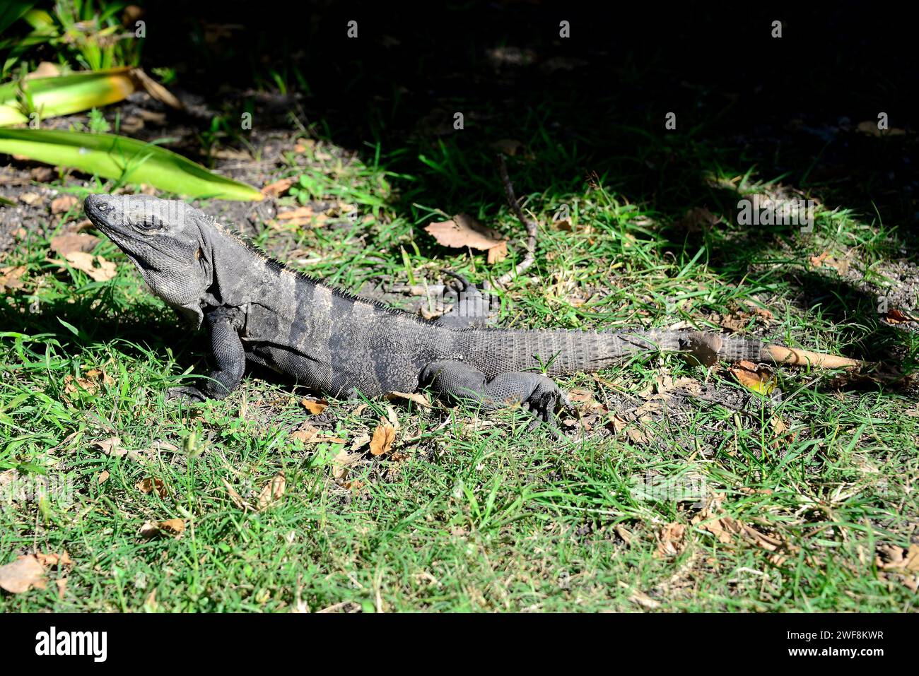 Black iguana or black spiny-tailed iguana (Ctenosaura similis) is an iguana native to Mexico and Central America. This photo was taken in Tulum, Mexic Stock Photo