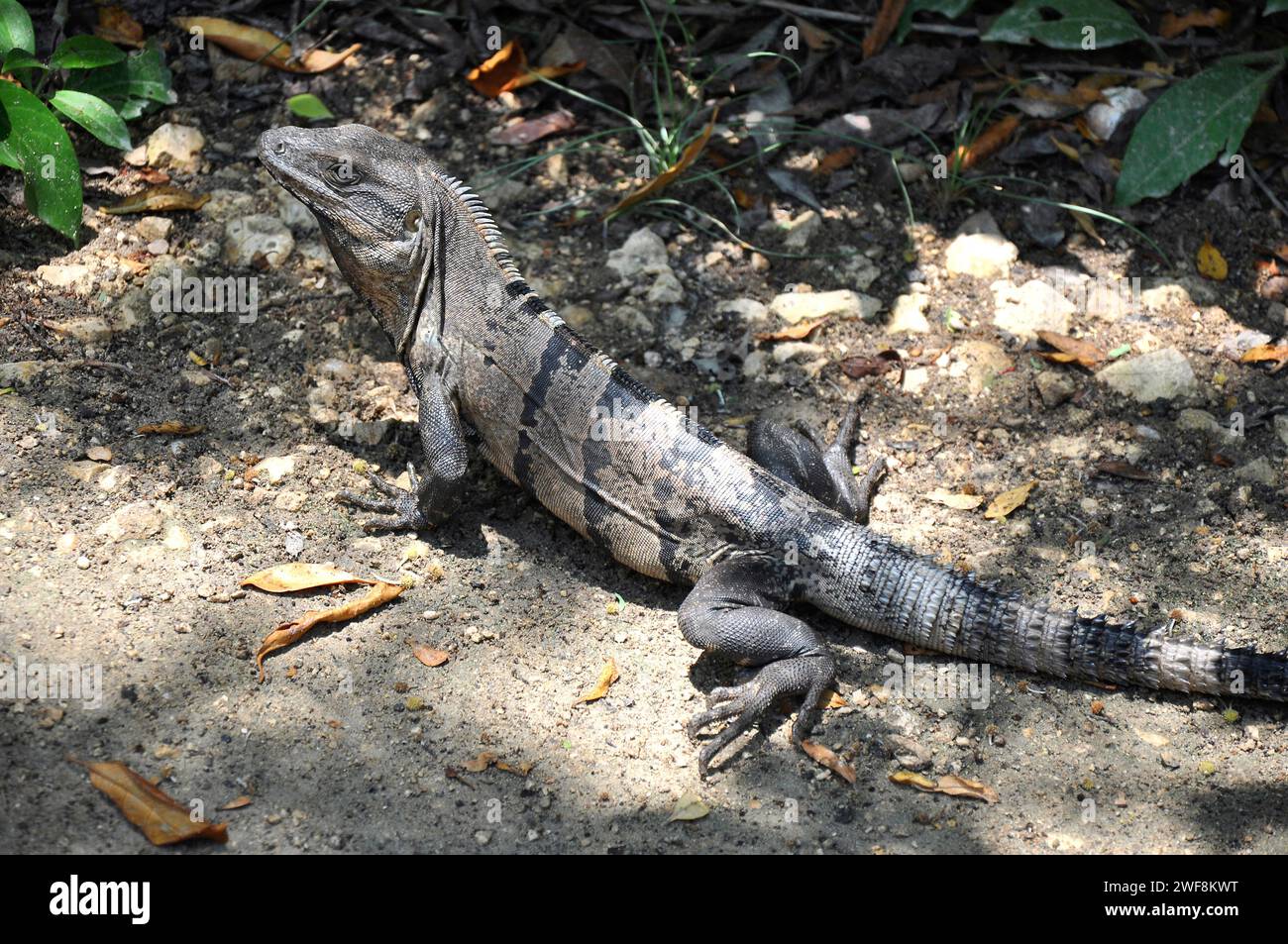 Black iguana or black spiny-tailed iguana (Ctenosaura similis) is a lizard native to Mexico and Central America. This photo was taken in Tulum, Mexico Stock Photo