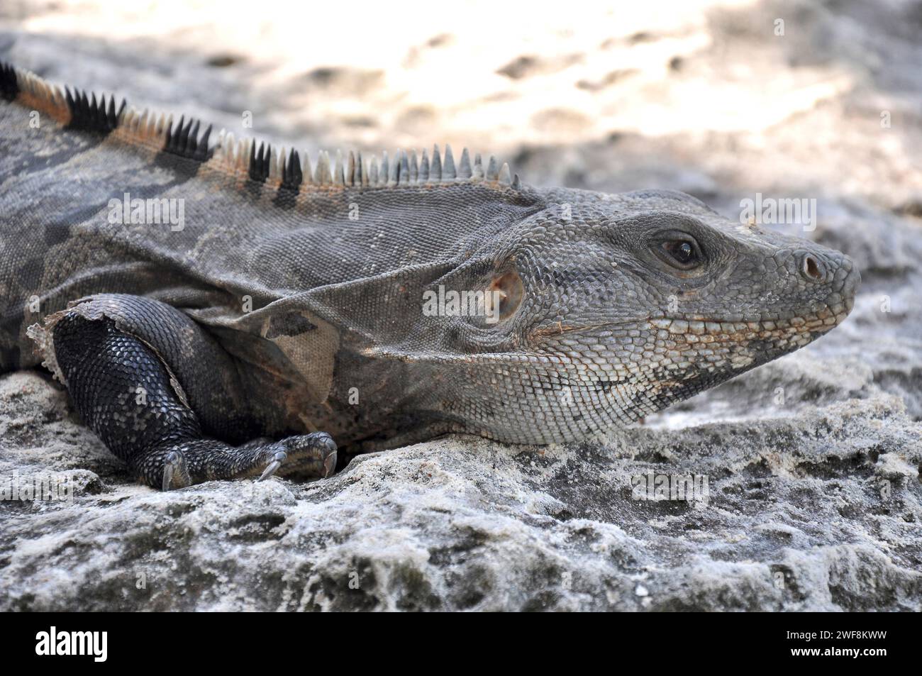 Black iguana or black spiny-tailed iguana (Ctenosaura similis) is a lizard native to Mexico and Central America. This photo was taken in Tulum, Mexico Stock Photo