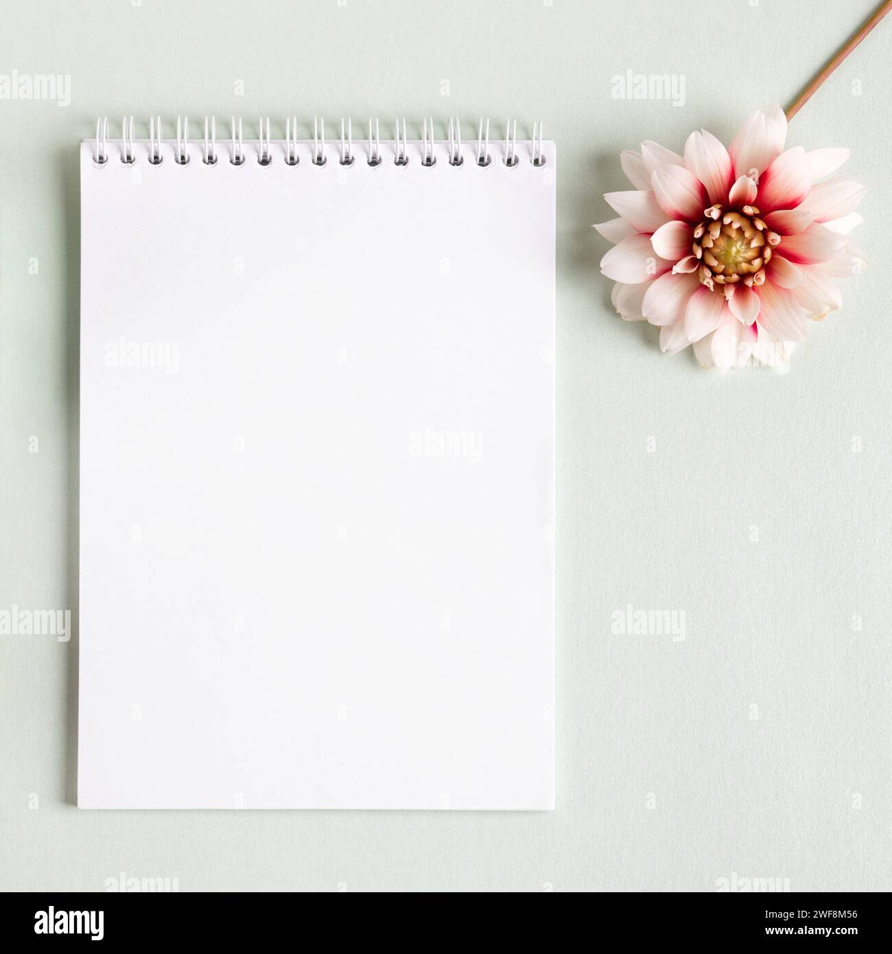 Composition with opened blank notepad and dahlia flowers on a gray ...