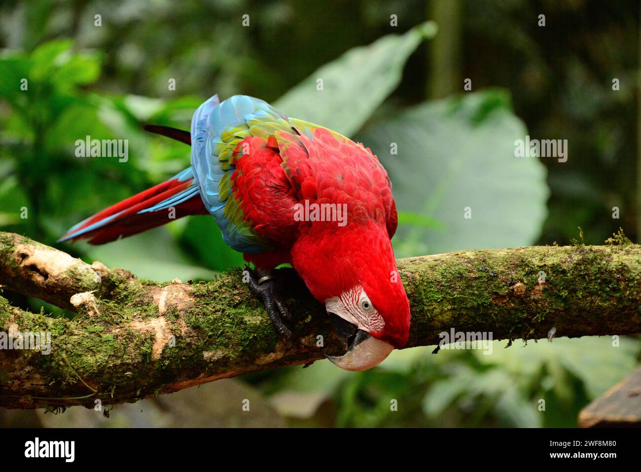 Red-and-green macaw (Ara chloropterus) is a parrot native to tropical South America. This photo was taken in Brazil. Stock Photo