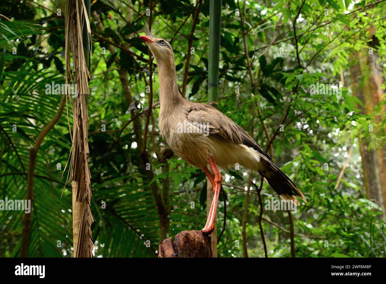 Red-legged seriema (Cariama cristata) is a bird native to Brazil, northern Argentina and Uruguay. This photo was taken in Brazil. Stock Photo