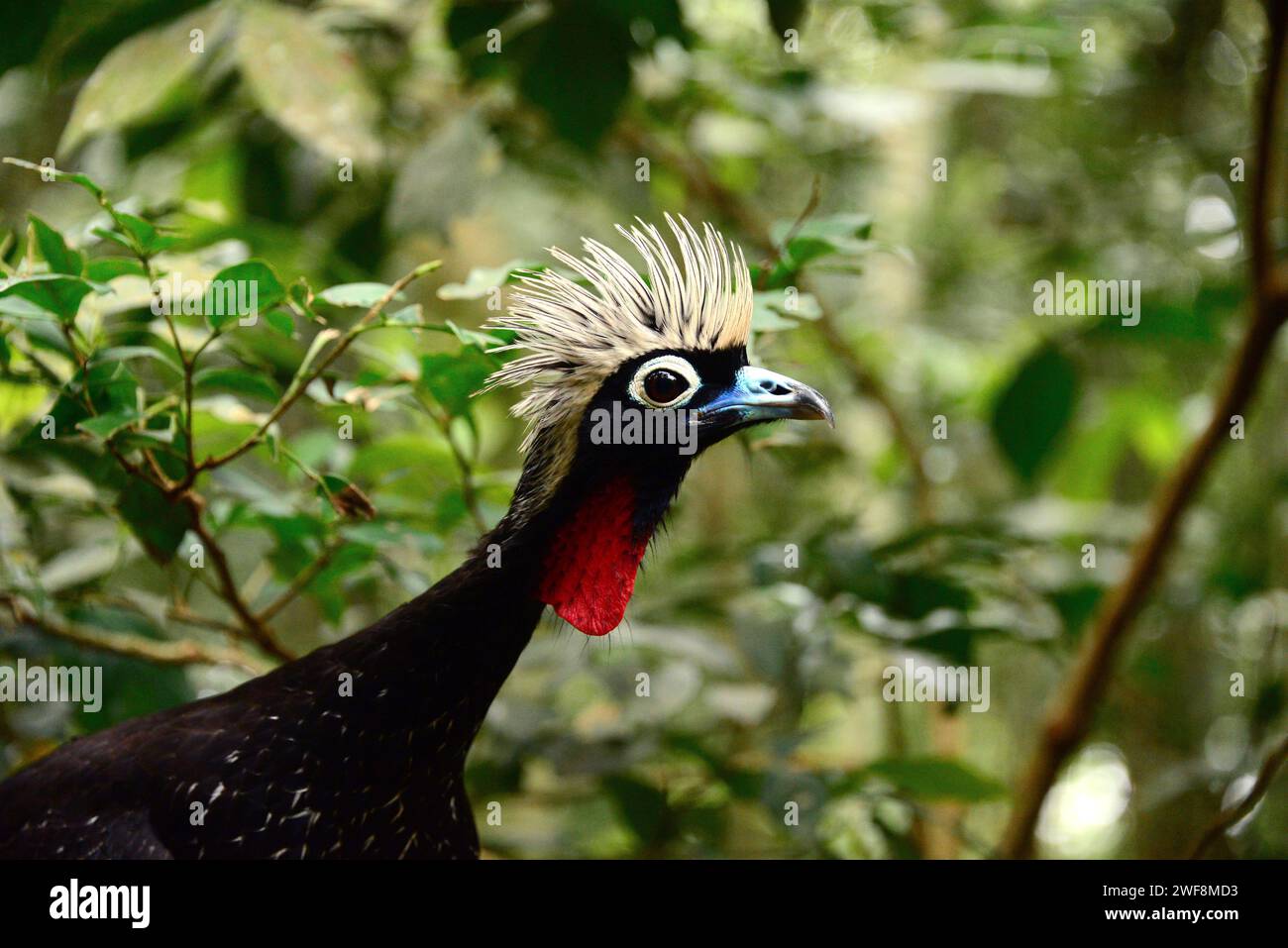 Black-fronted piping guan (Pipile jacutinga) is a bird endemic to Argentina, Brazil and Paraguay. This photo was taken in Brazil. Stock Photo