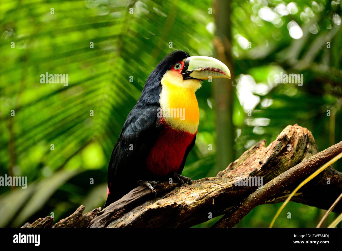 Green-billed toucan (Ramphastos dicolorus) is a colorful bird native to Argentina, Bolivia, Brazil and Paraguay. This photo was taken in Iguazu, Brazi Stock Photo