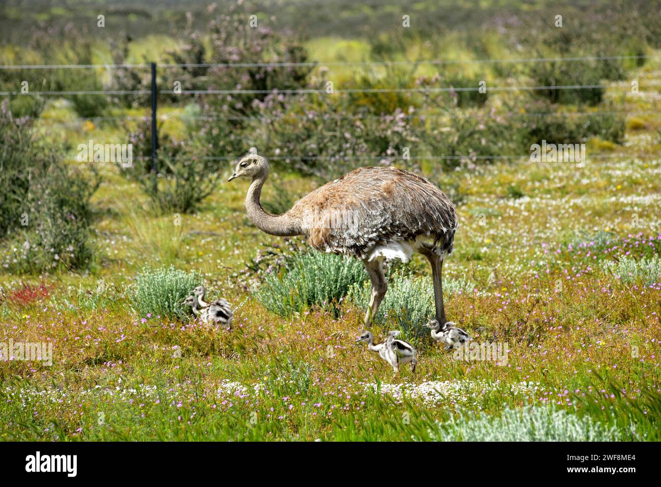 Darwin's rhea (Rhea pennata pennata) is a large flightless bird native to Patagonia (Argentina and Chile). Adult and chicks. This photo was taken in T Stock Photo