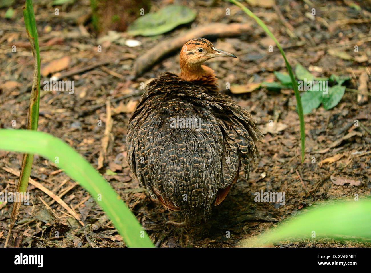 Red-winged tinamou (Rhynchotus rufescens) is a bird native to South America. This photo was taken in Brazil. Stock Photo