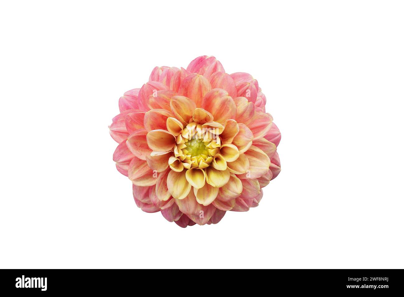 Colorful pink and yellow Dahlia flower isolated on a white background with clipping path. Stock Photo