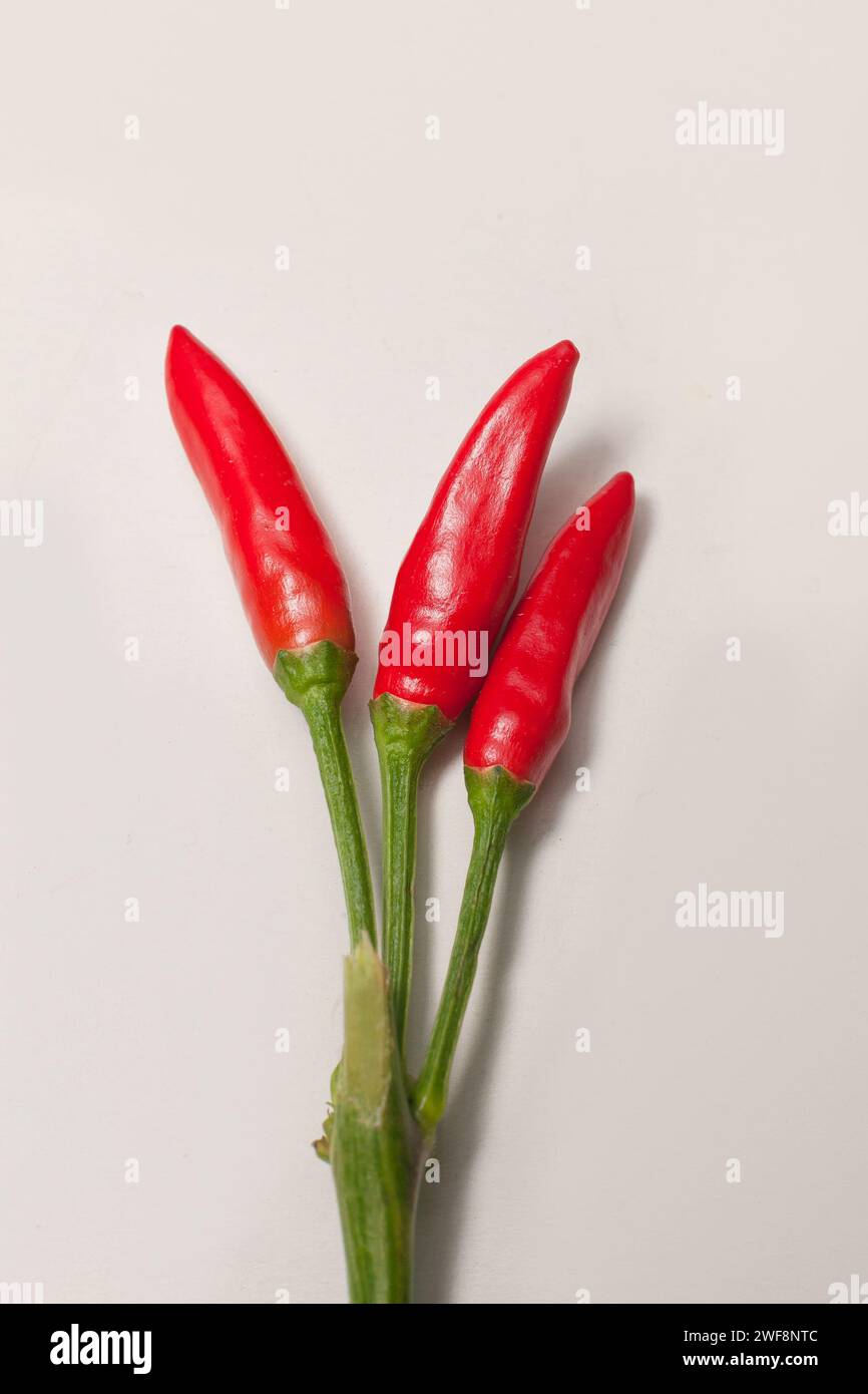 many small chili peppers on white background Stock Photo