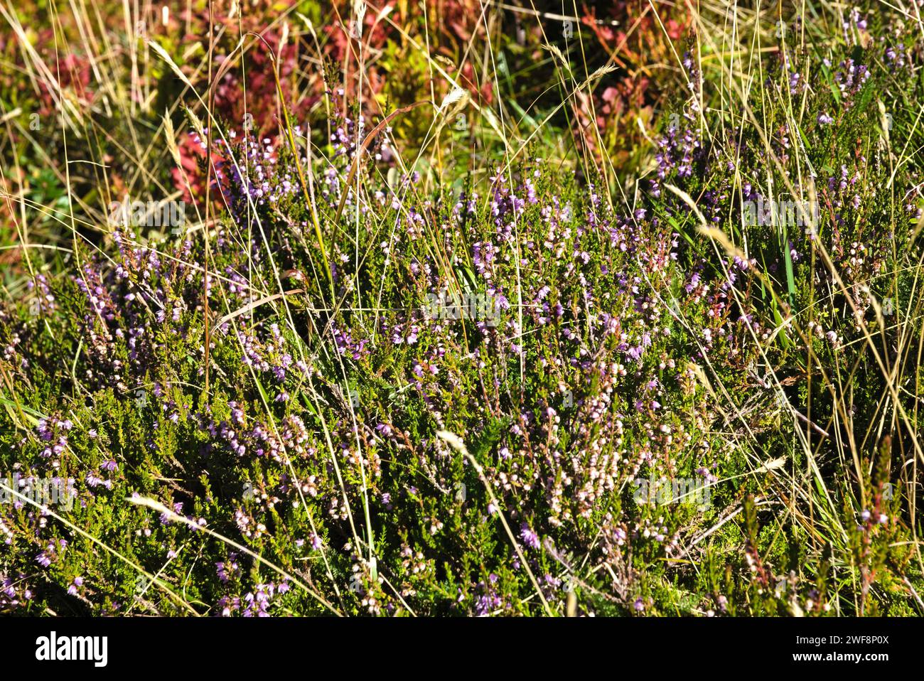 Real Heather, Also Called Erica In The Wild - Broom Heath Stock Photo
