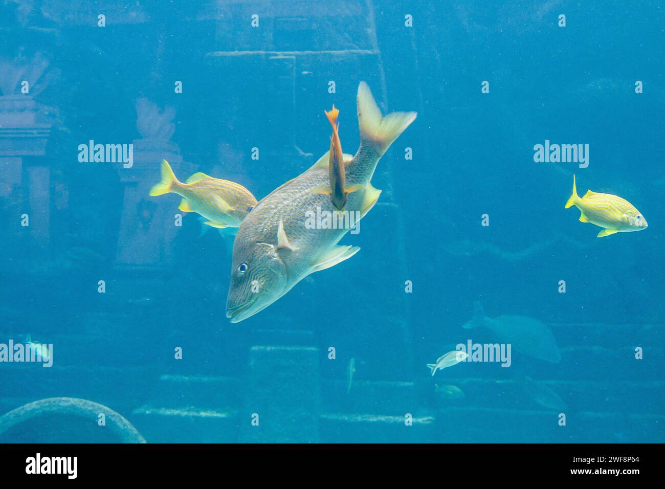 Colorful fish swimming in large aquarium. Stock Photo