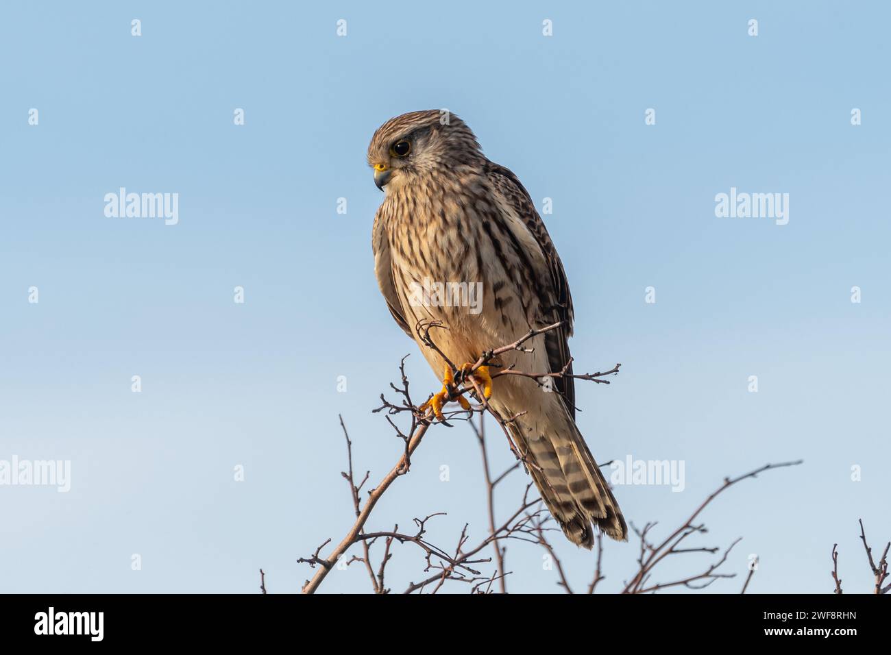 Kestrel (Falco tinnunculus) bird perched in tree, England, UK Stock Photo