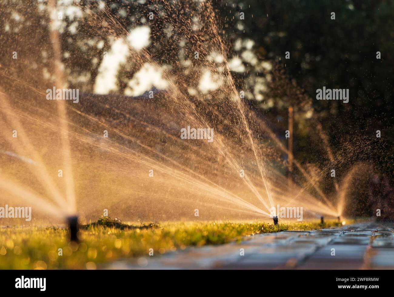 Automatic sprinkler system watering the lawn at sunset Stock Photo - Alamy