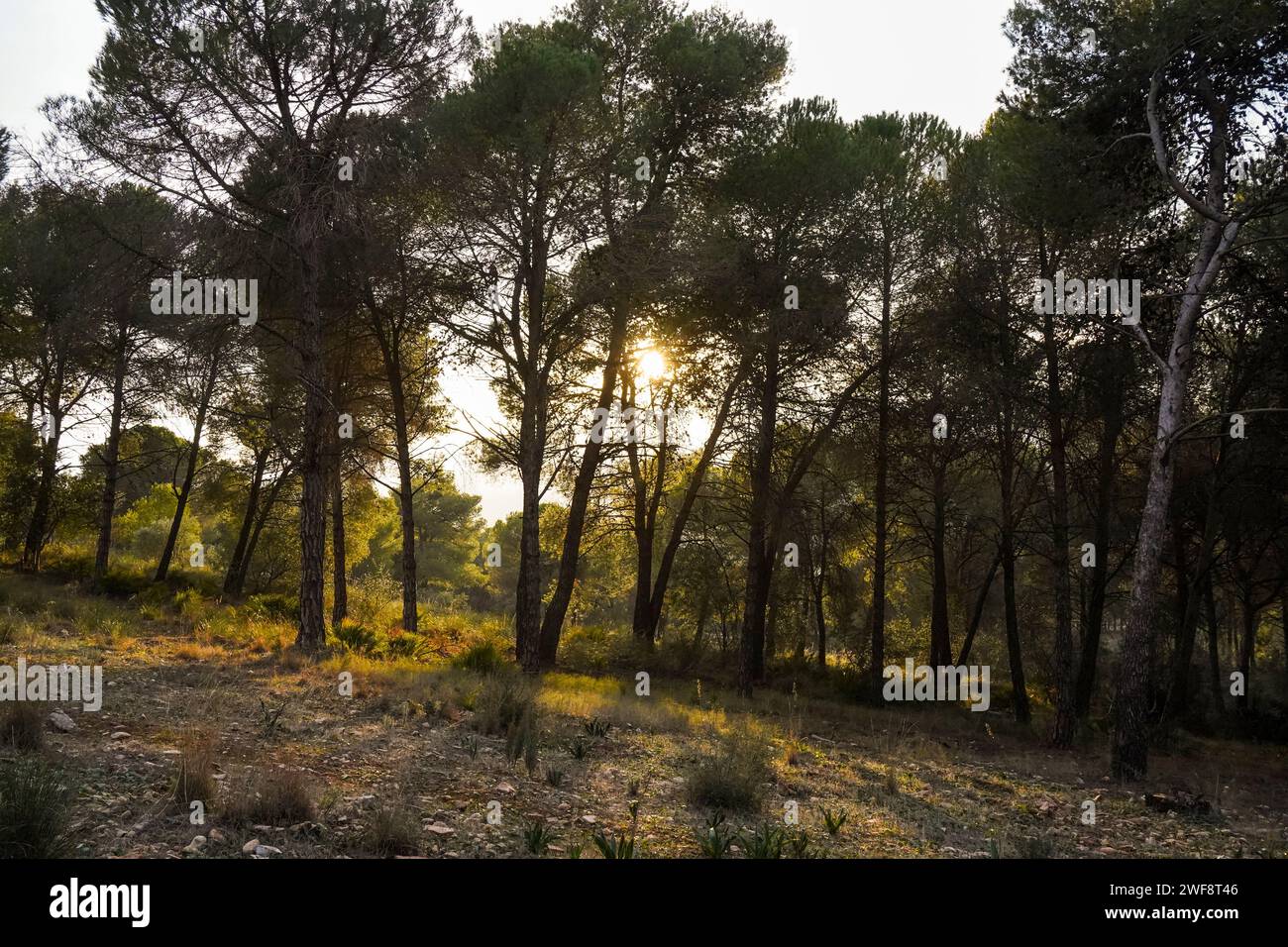 Late sunlight shines through Pine forest in Sierra de Mija,. Southern Spain. Stock Photo