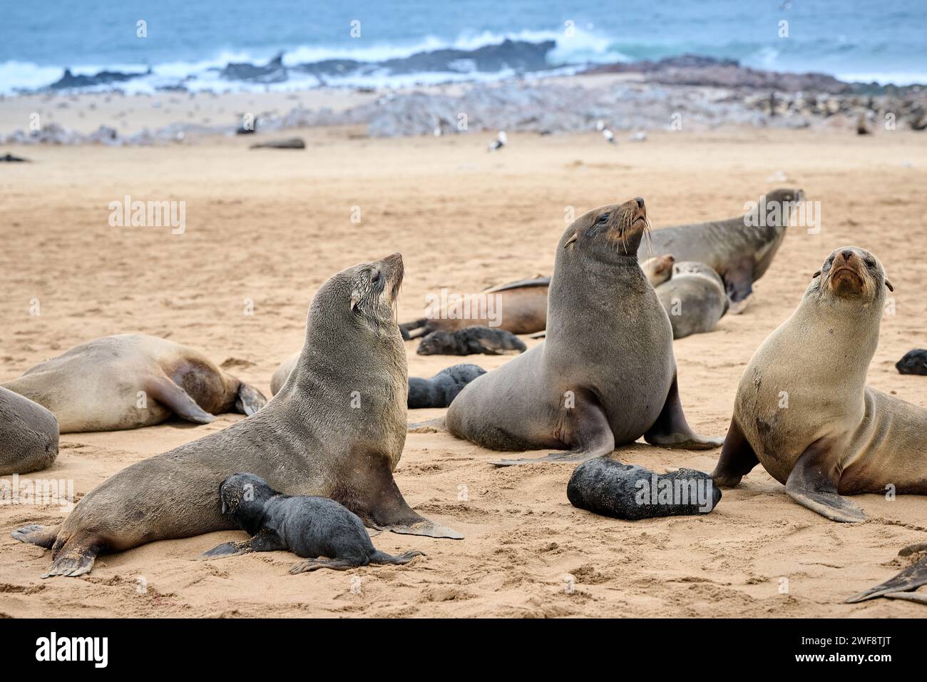 Brown fur seal colonies with babies, Cape Cross Seal Reserve, Namibia, Africa Stock Photo