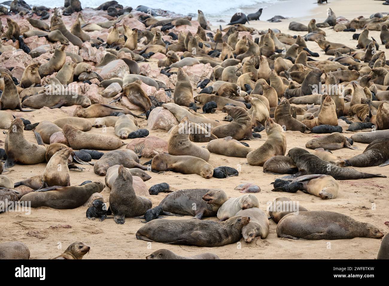 Brown fur seal colonies with babies, Cape Cross Seal Reserve, Namibia, Africa Stock Photo
