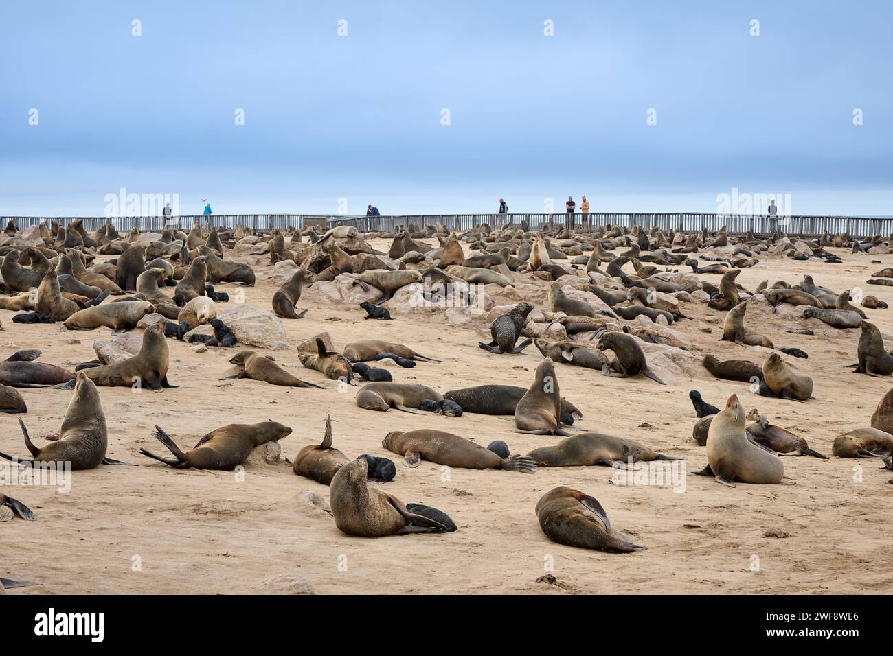Brown fur seal colonies with babies and tourist on a boardwalk behind, Cape Cross Seal Reserve, Namibia, Africa Stock Photo