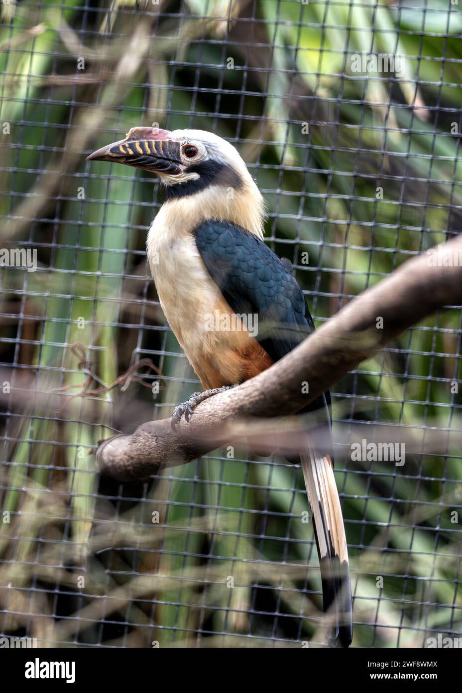 Majestic Visayan Hornbill, Penelopides panini, soaring through the lush landscapes of the Philippines, a symbol of biodiversity conservation. Stock Photo