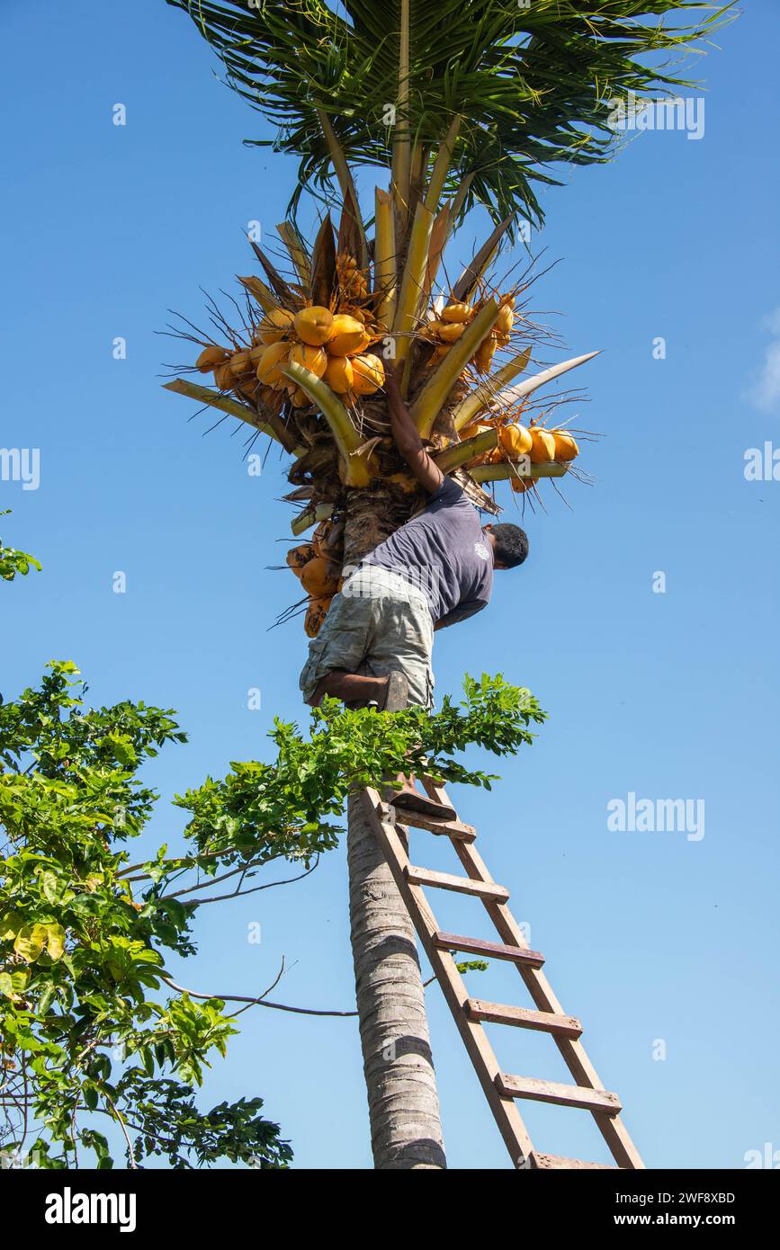 Climbing coconut tree, Ometepe Island, Nicaragua Stock Photo