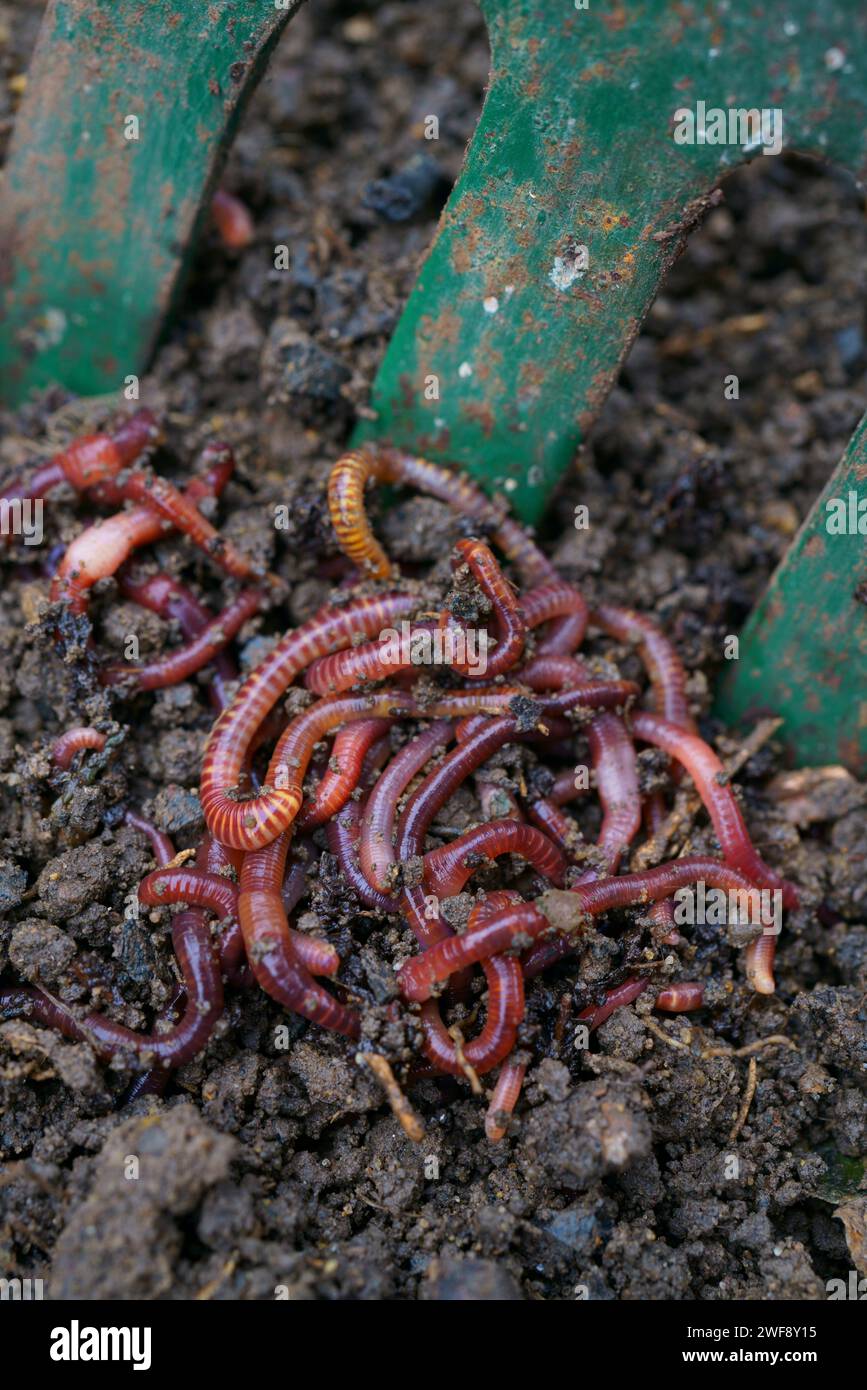 A close up of compost worms. Stock Photo