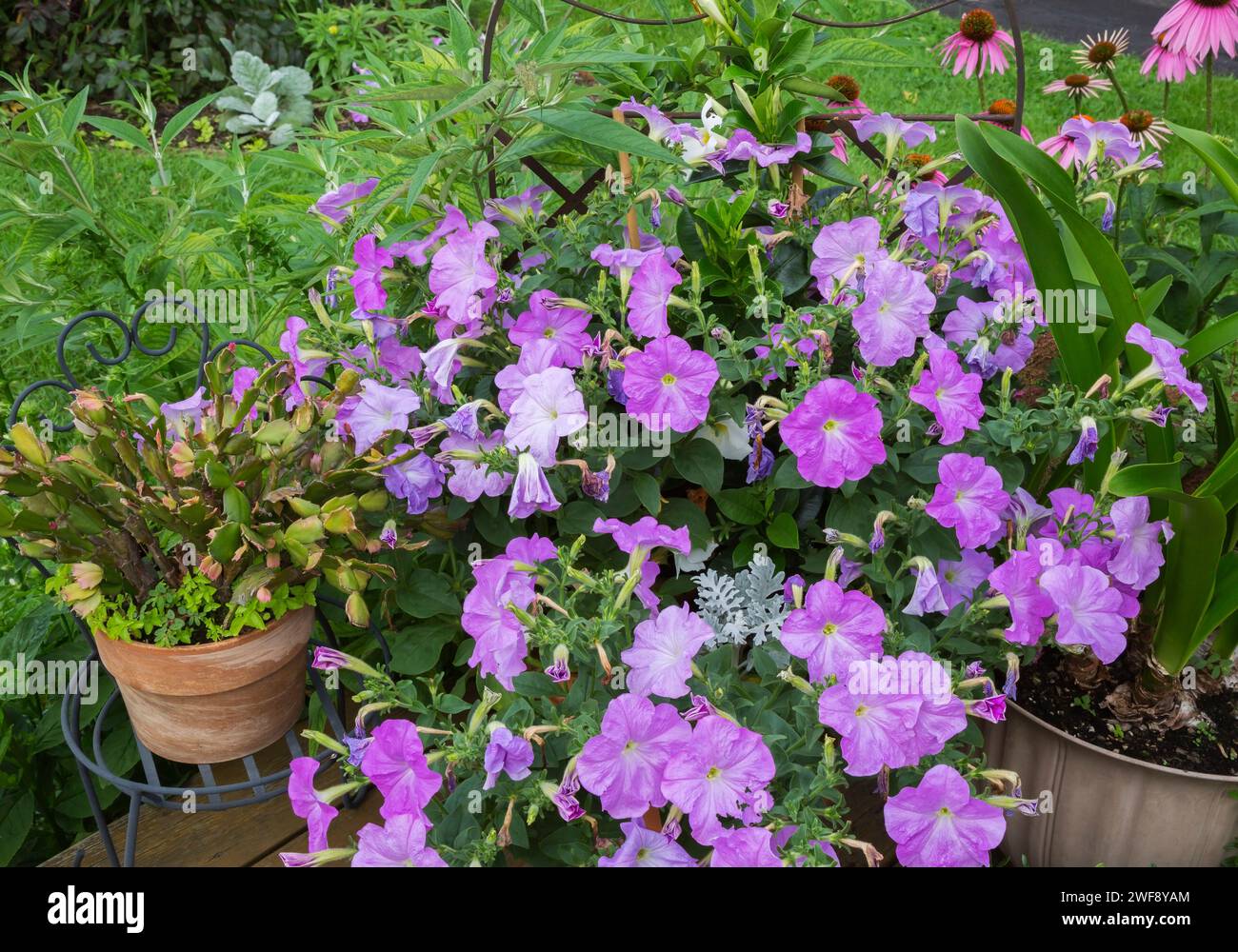 Schlumbergera - Holiday Cactus and Petunia multiflora 'Celebrity Lilac' flowers growing in containers in summer. Stock Photo
