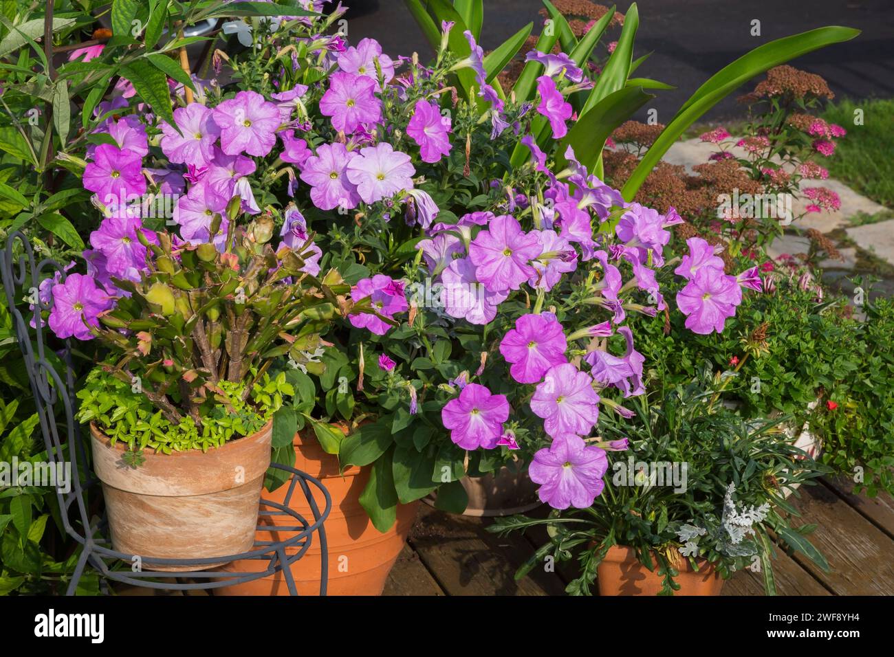 Schlumbergera - Holiday Cactus and Petunia multiflora 'Celebrity Lilac' flowers growing in containers in summer. Stock Photo