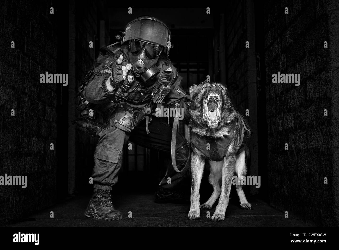 UK Prison service tornado team dog and handler in riot gear, german shepherd dog snarling and barking aggressively, both are focused on the camera Stock Photo