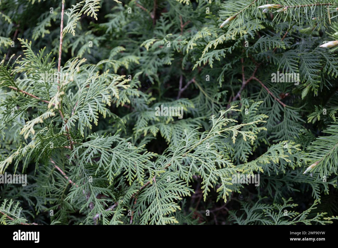 The close-up of green thuja occidentalis. Closeup of green young branche of thuja. Stock Photo