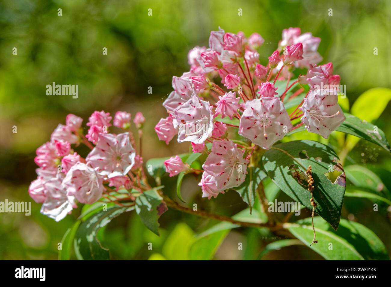 Closeup view of a branch with clusters of pink flowers on a mountain laurel bush just starting to bloom on a bright sunny day in springtime Stock Photo