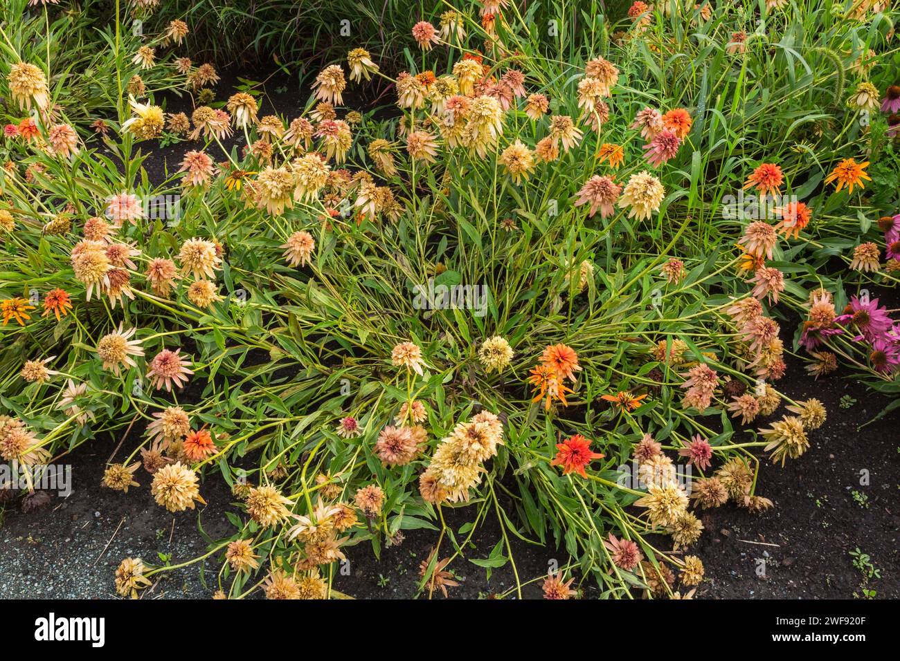 Zinnia flowers knocked down by heavy rainfall in summer. Stock Photo