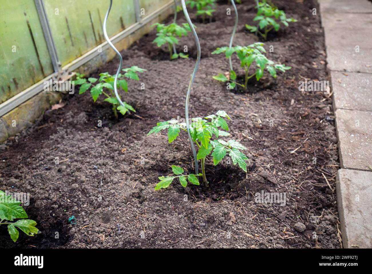 Pflanzen im Gewächshaus anbauen Stock Photo Alamy