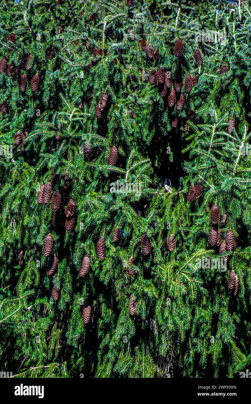 Tsuga heterophylla conifer or Western Hemlock Tree with many hanging cones. Stock Photo
