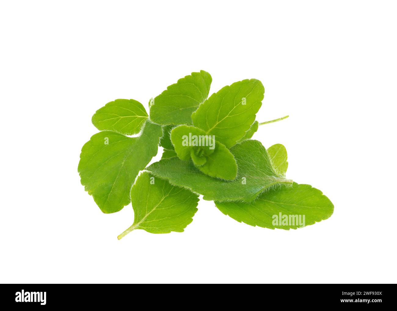 Lesser calamint leaves isolated on white background, Clinopodium nepeta Stock Photo