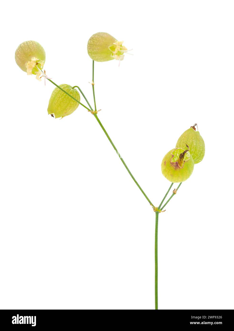 Bladder campion plant isolated on white background, Silene vulgaris Stock Photo