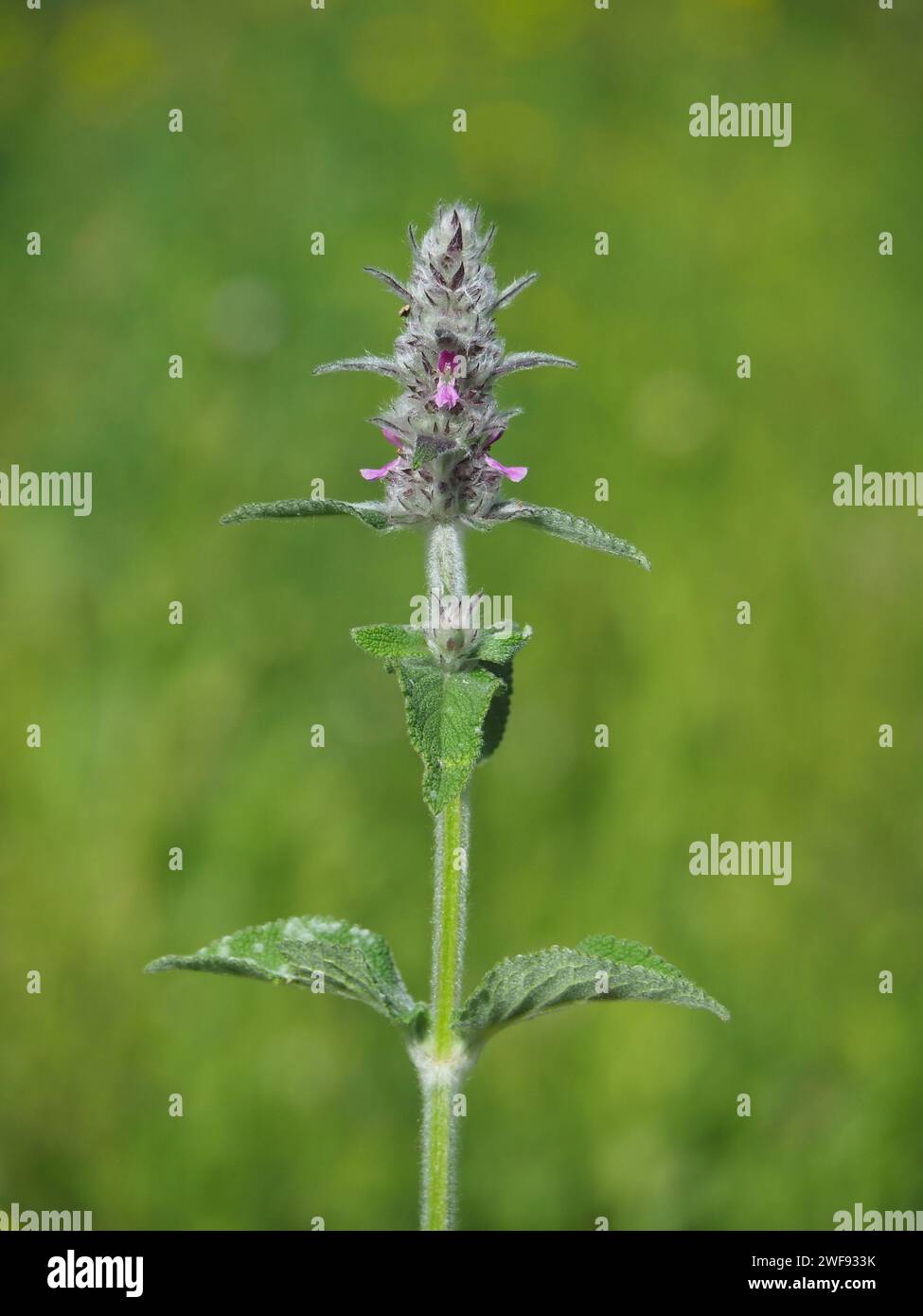 Downy woundwort plant, Stachys germanica Stock Photo