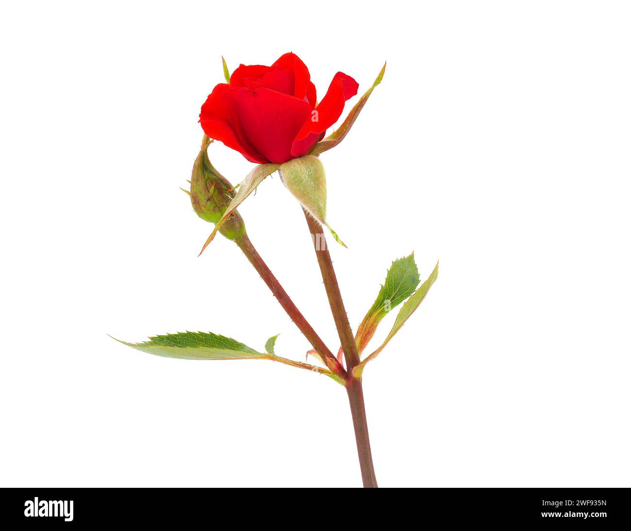 Red rose isolated on white background, Rosa sp Stock Photo