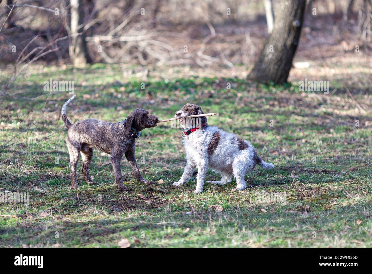 Run fetch hotsell play woof frisbee