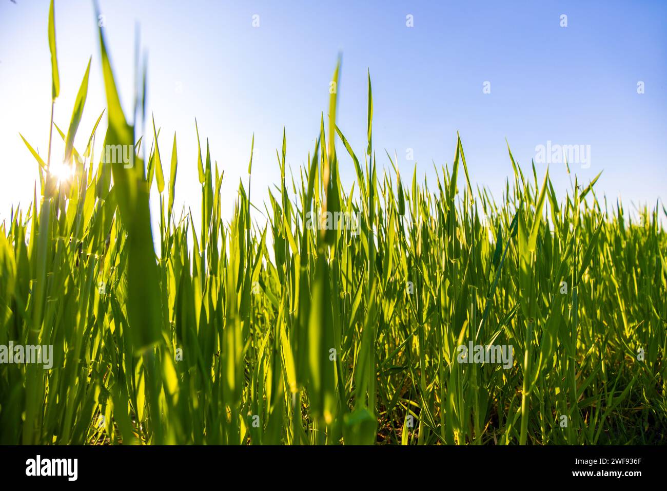 Weizenfeld auf dem Land im Wachstum Stock Photo