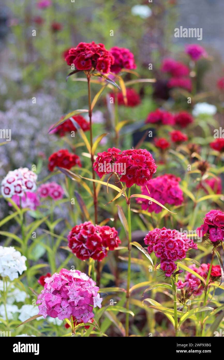 Close up of red, pink and white dianthus or sweet william flowers Stock Photo