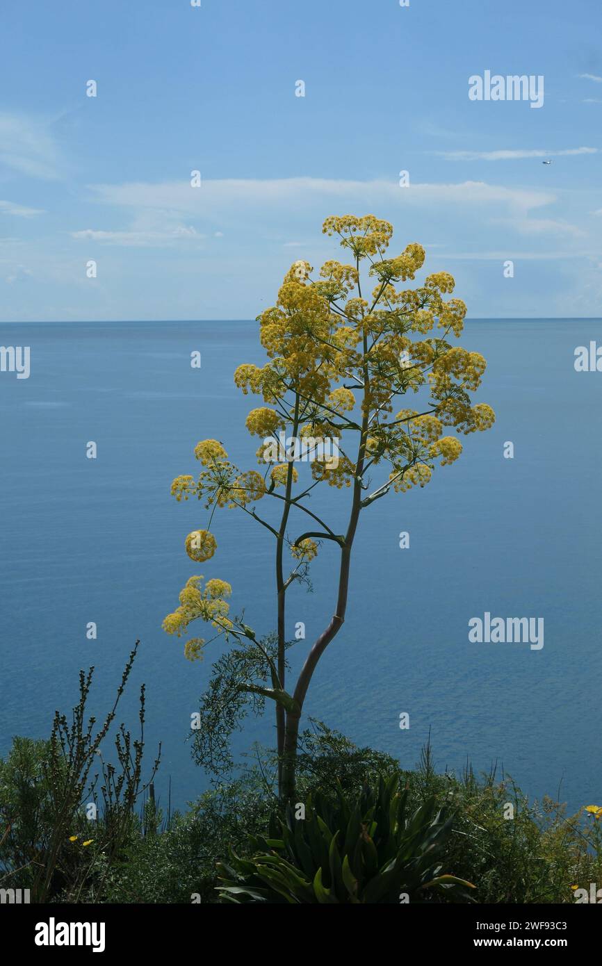 Ferula growing on the rock in front of the sea in warm spring day Stock Photo