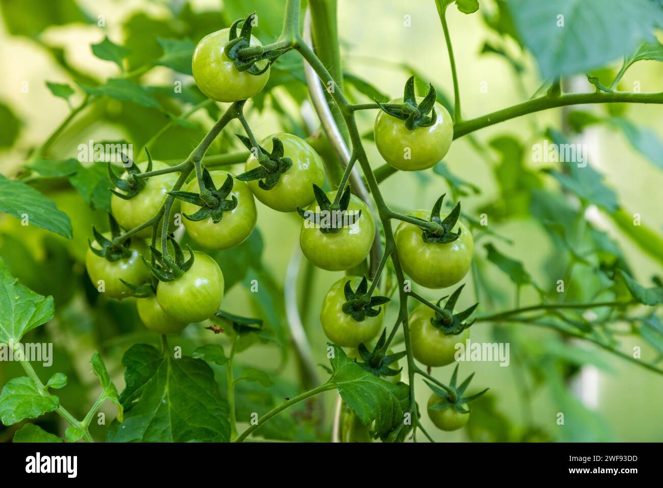 Tomaten im Gewächshaus im Garten Stock Photo Alamy