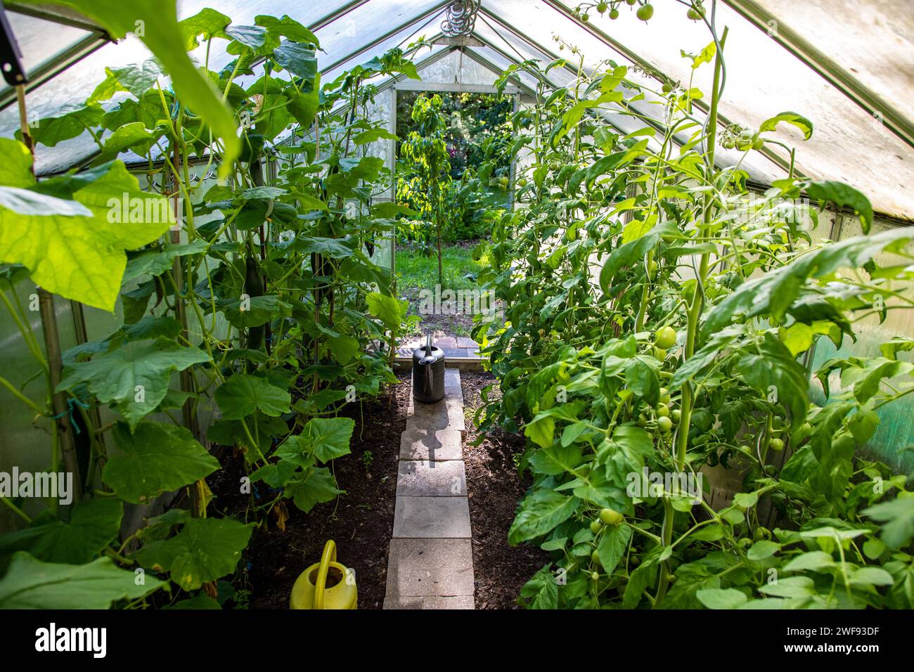 Tomaten und Gurken im Gewächshaus Stock Photo