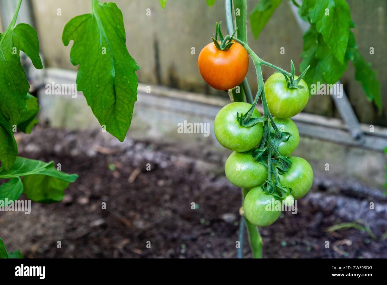 Tomaten im Gewächshaus im Garten Stock Photo Alamy