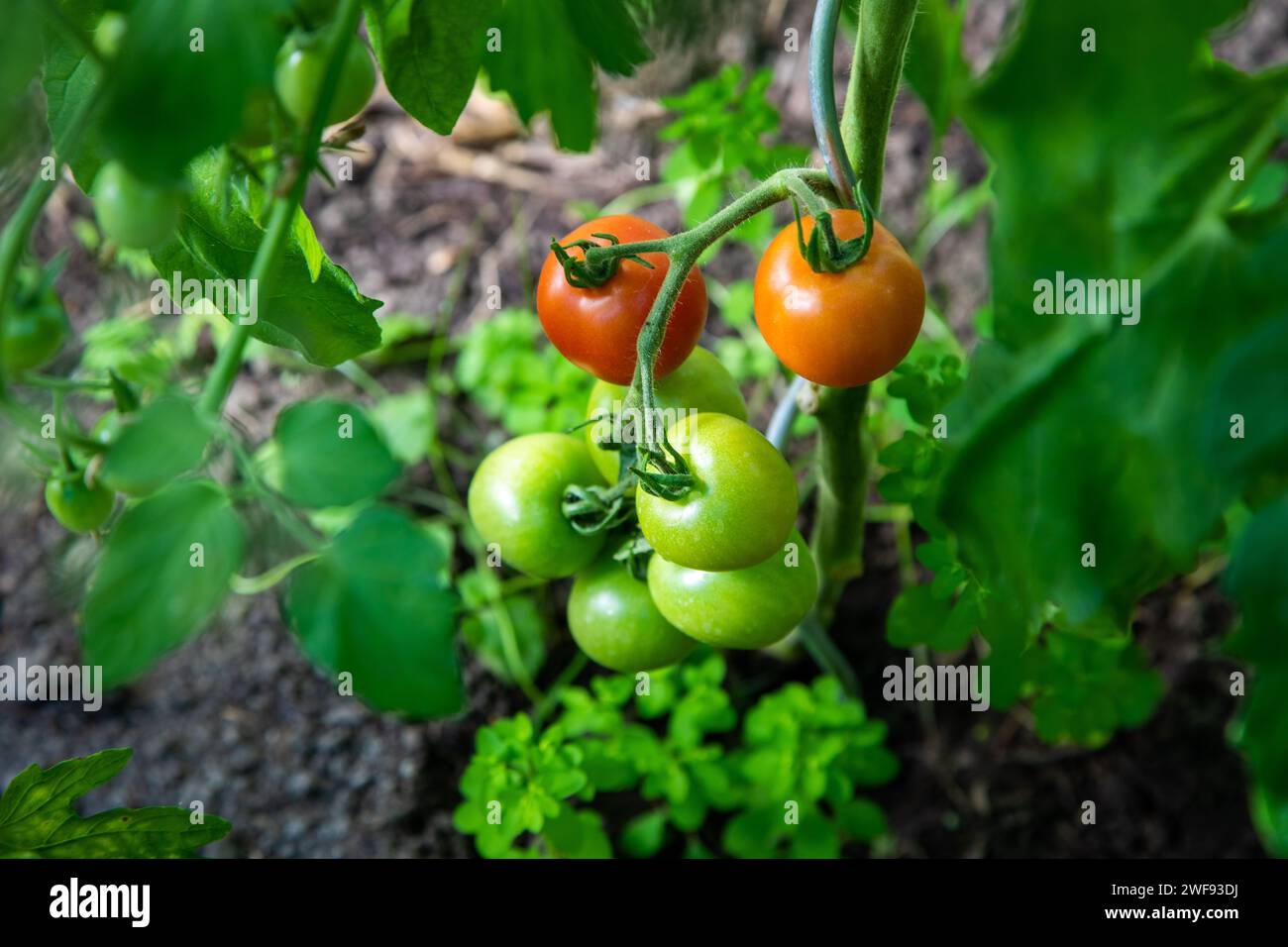 Tomate anbauen hi-res stock photography and images - Alamy