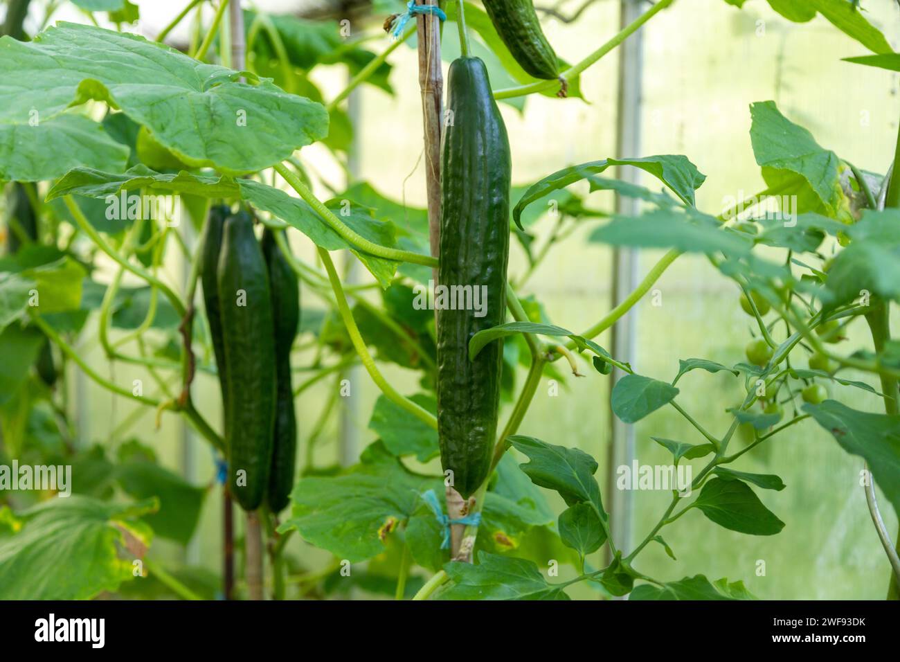 Große grüne Gurken im Gewächshaus Stock Photo