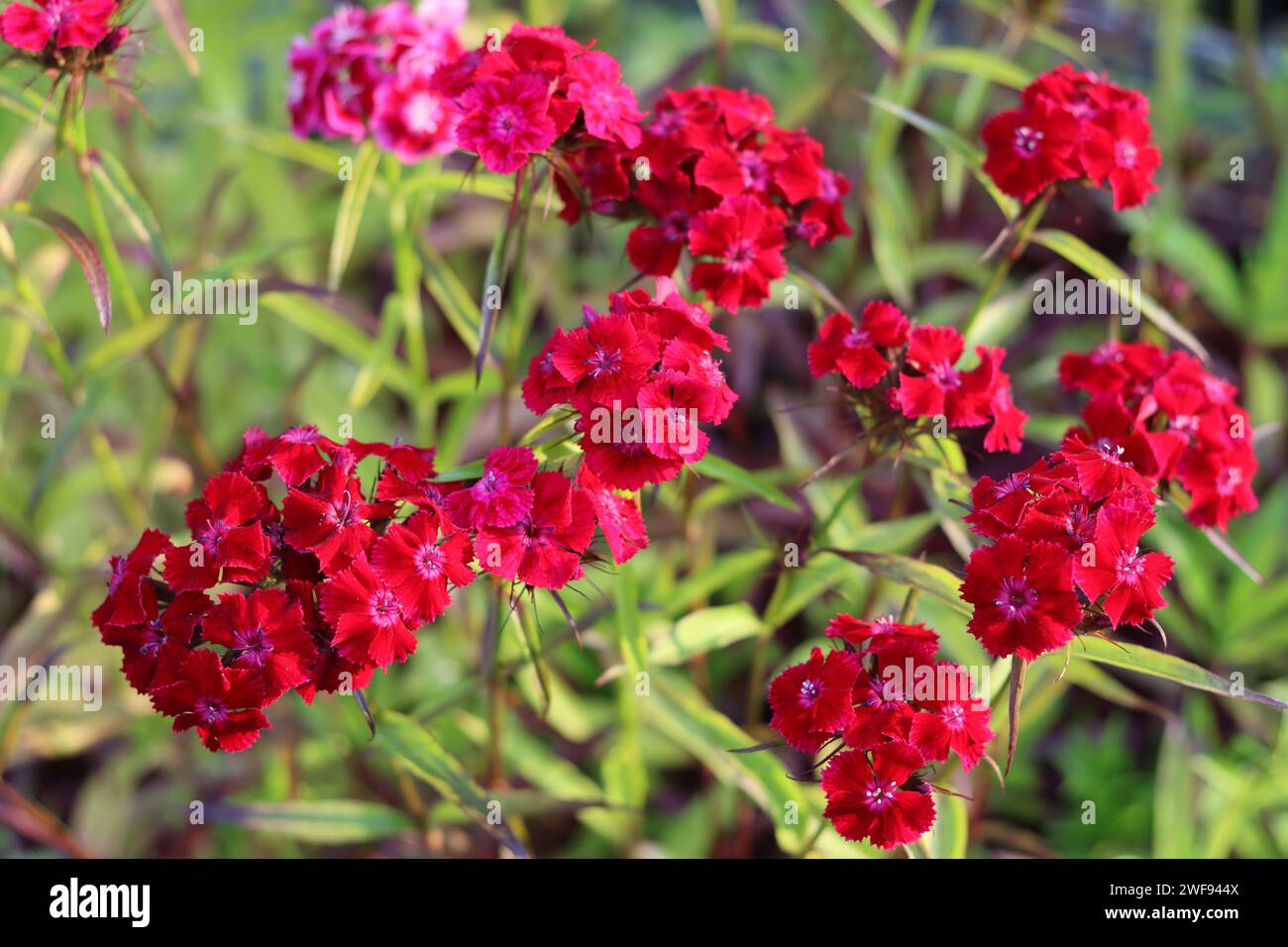 Close up of red dianthus or sweet william flowers Stock Photo