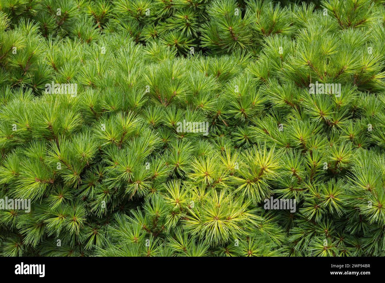 Pinus strobus 'Elkin's Dwarf - Eastern White Pine tree in summer. Stock Photo